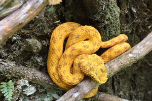 Wildlife in the jungle